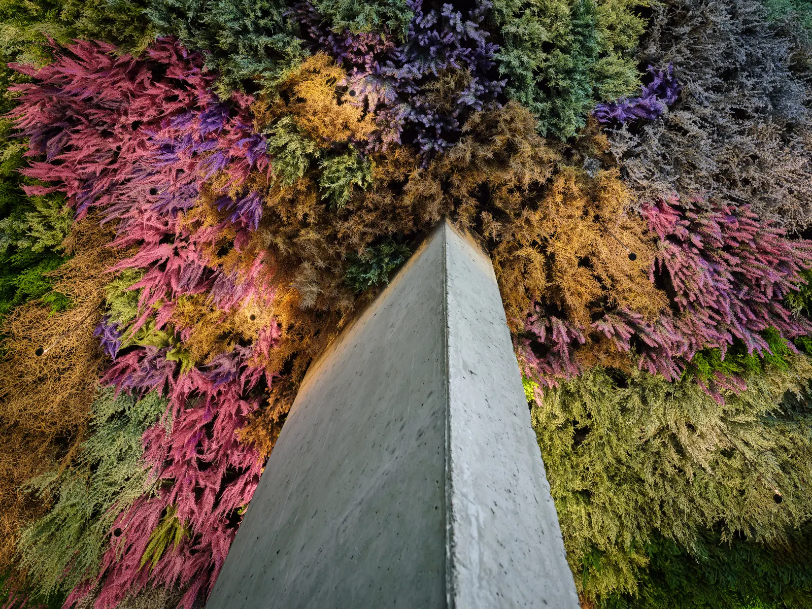 The Mulligan moss ceiling up close