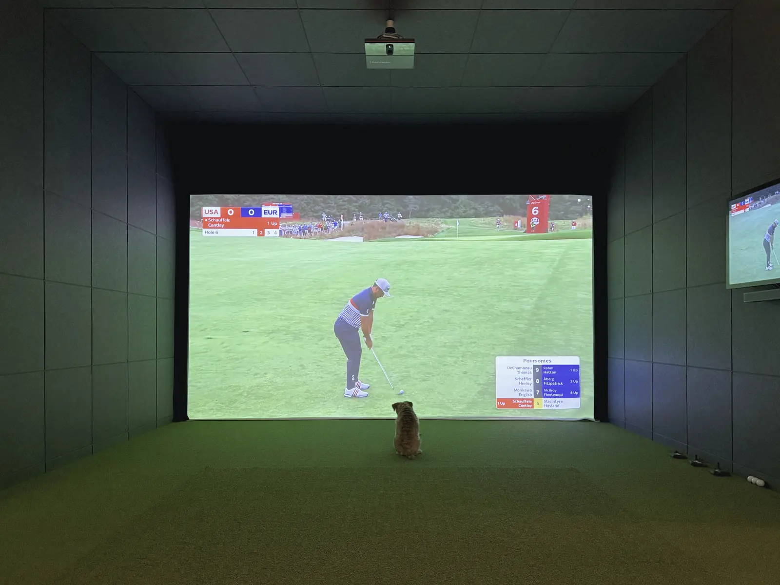 Přenos golfového turnaje na celé stěně boxu, pes ho sleduje z trávy